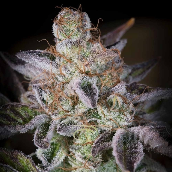 Sweetopia Female Cannabis Seeds