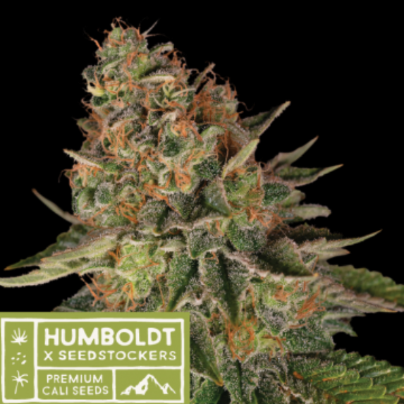 Humboldt superior Blue Moby regular Cannabis Seeds