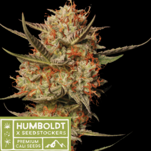 Humboldt x Seedstockers Thunder Banana regular Cannabis Seeds