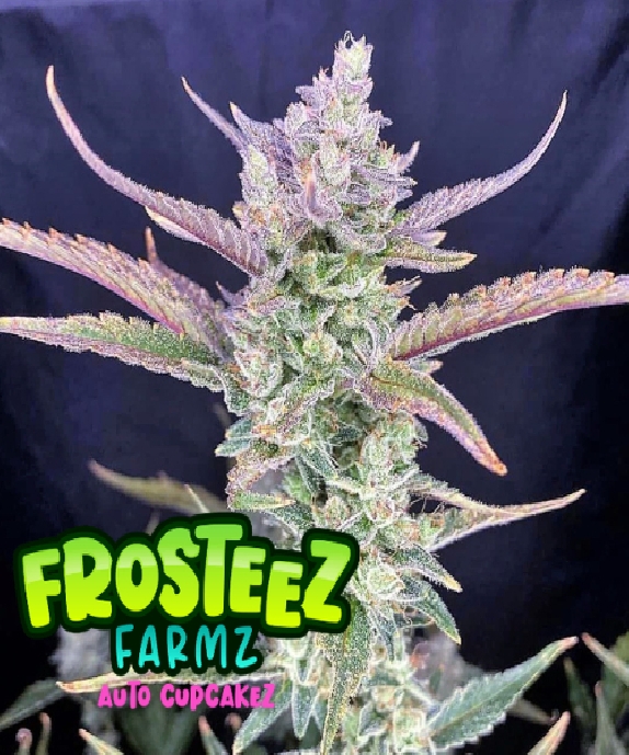 Auto Cup Cakez Cannabis Seeds