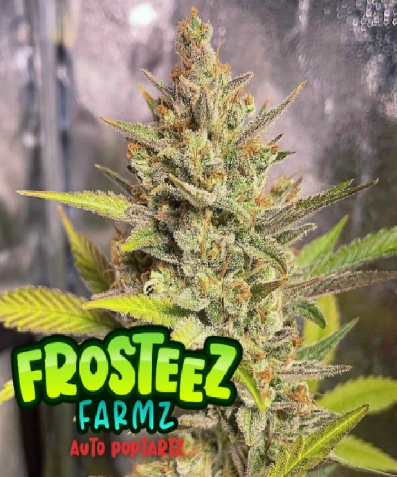 Auto PopTartz Cannabis Seeds