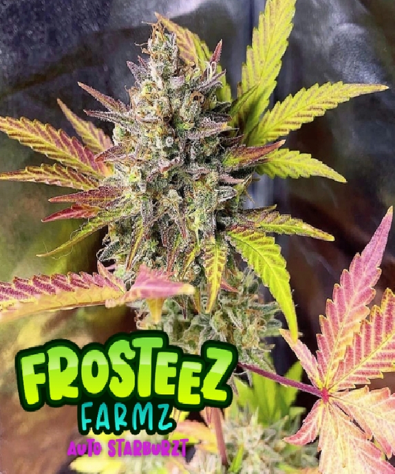 Auto StarBurzt Cannabis Seeds