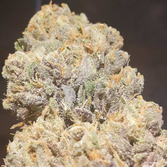 Purple Cream Cannabis Seeds