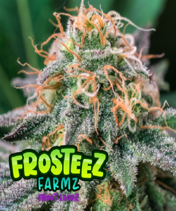 Froot Loopz Cannabis Seeds