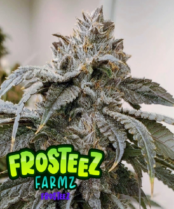 Frosteez  Cannabis Seeds