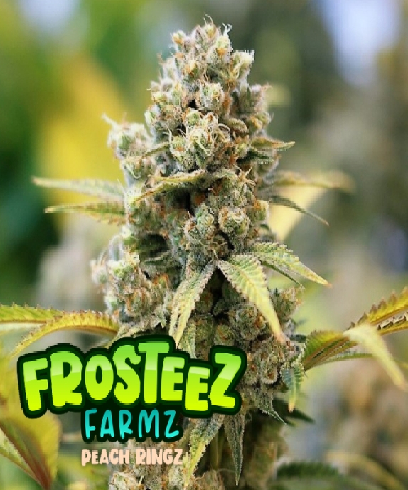 Peach Ringz Cannabis Seeds