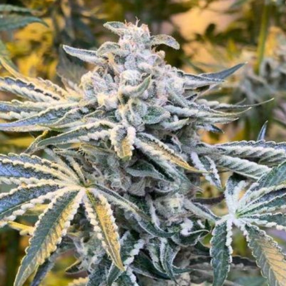 Candy N Cream Cannabis Seeds