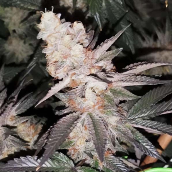 Tutti Candy Cannabis Seeds