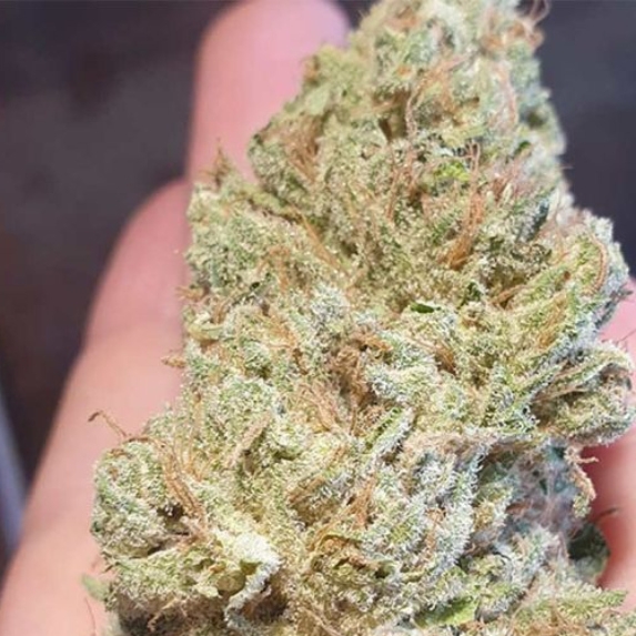 Juicy Drop'z Cannabis Seeds