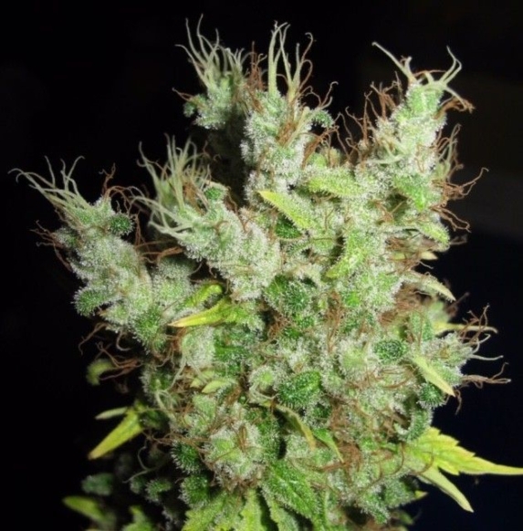 Super Silver Martian Haze Cannabis Seeds