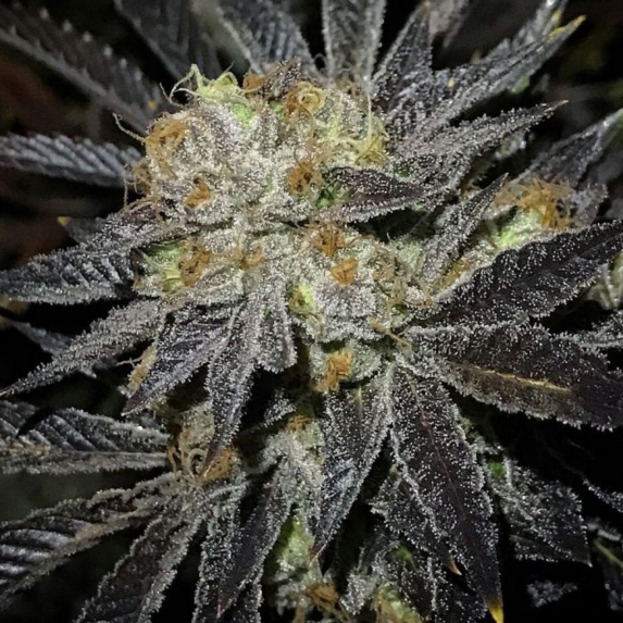 Cookie Fever Regular Cannabis Seeds