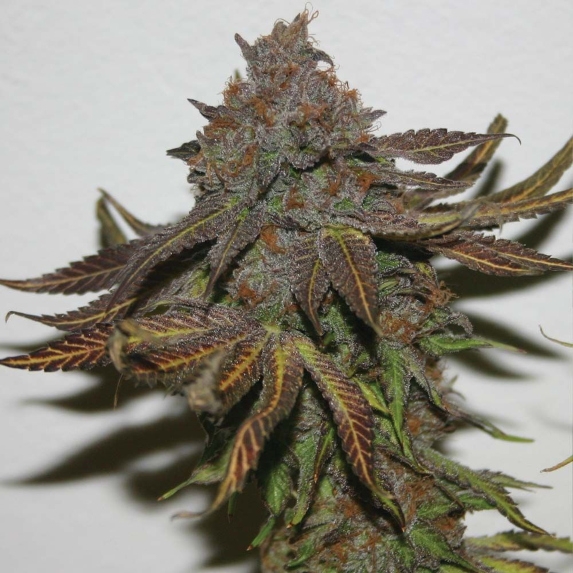 Terpzookie Regular  Cannabis Seeds