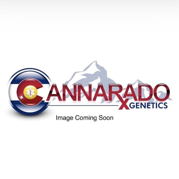 Grape Dosi v2 Regular Cannabis Seeds