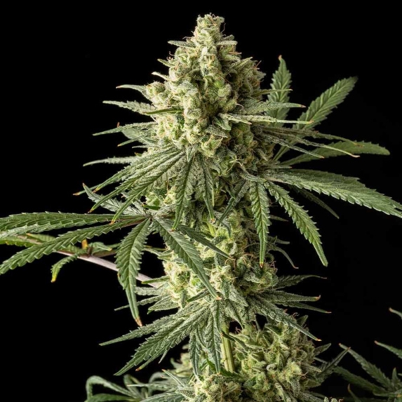 Original Blue Cheese Cannabis Seeds