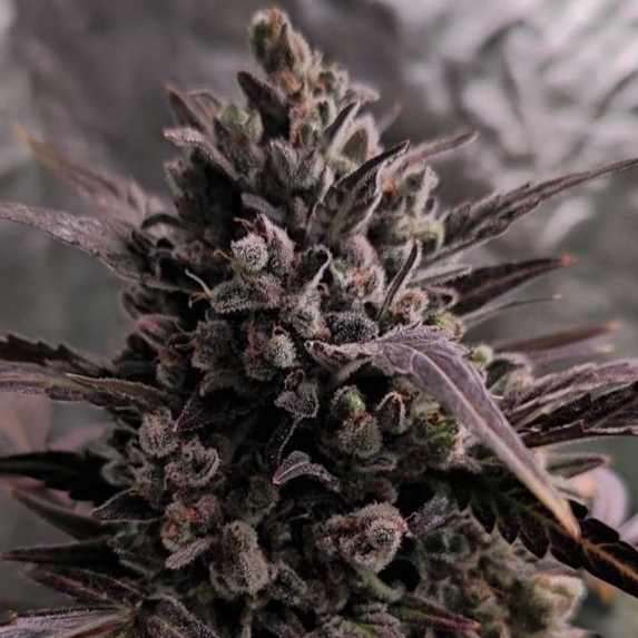 Auto Blue Cheese Cannabis Seeds