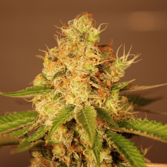 Diesel Auto Cannabis Seeds