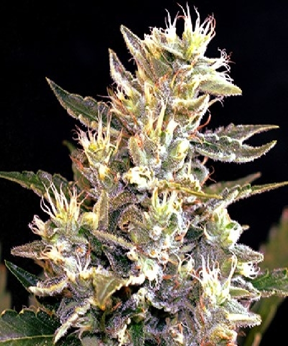 AUTO Sunset Vibes Cannabis Seeds