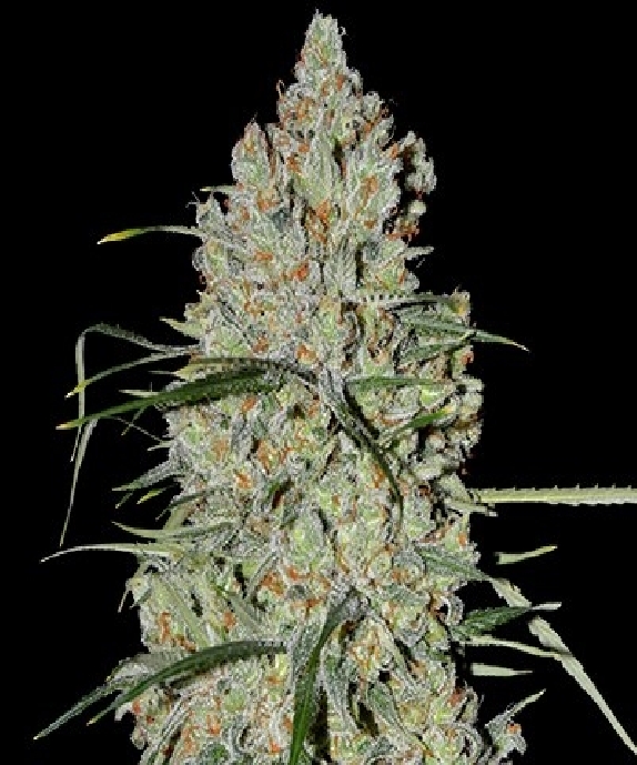 Auto Pineapple Express #2 Cannabis Seeds