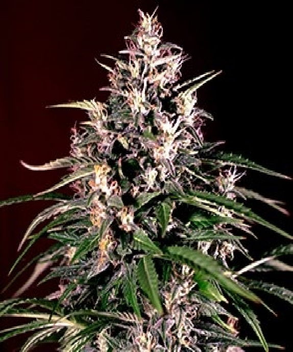 Auto Dosi Cannabis Seeds