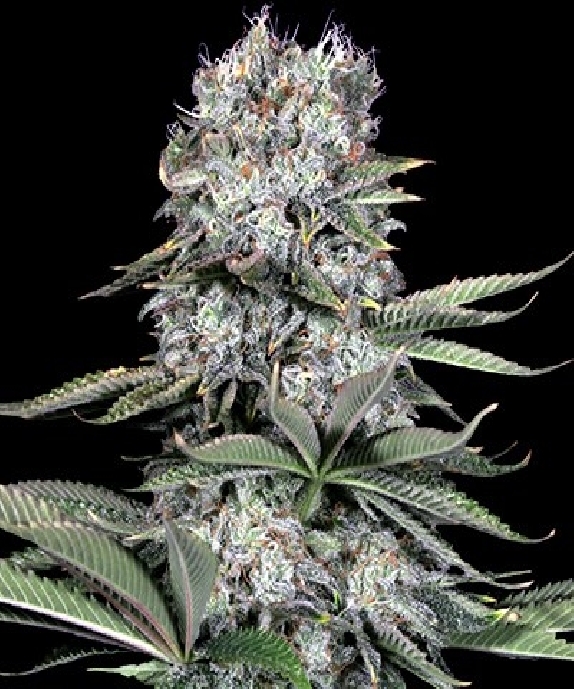 Runtz 13 Cannabis Seeds