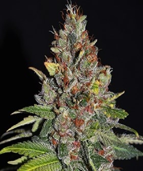 Tropical Punch Cannabis Seeds