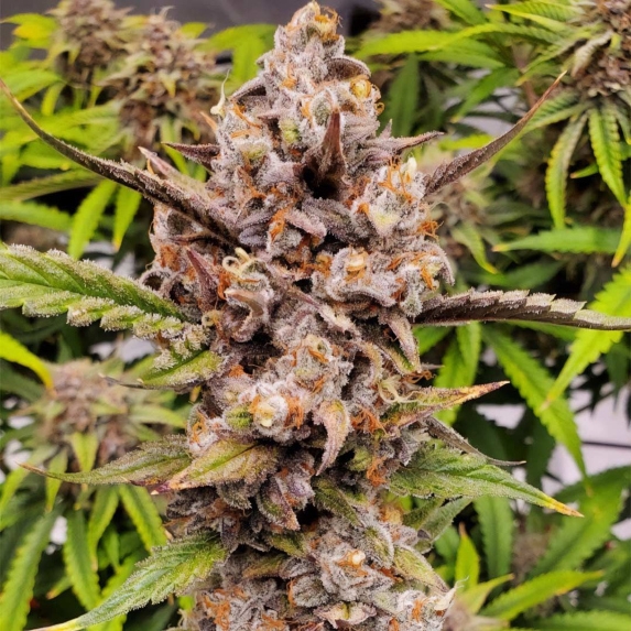 Queens Banner Auto Cannabis Seeds