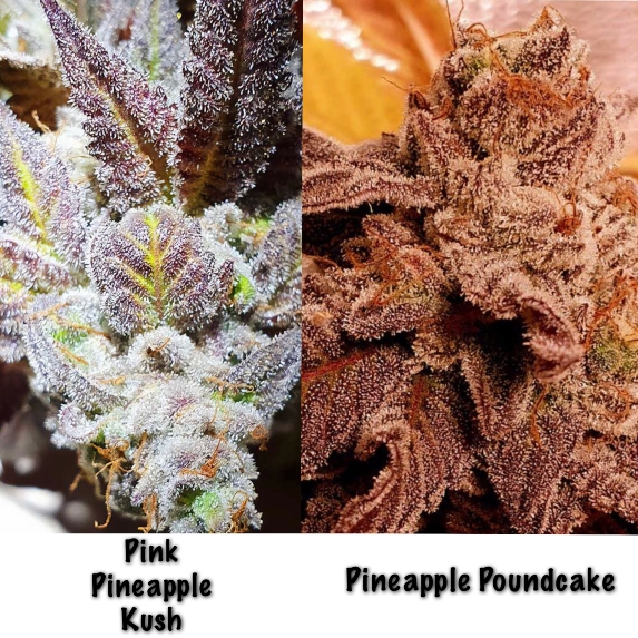 Pink Pineapple Kush & Pineapple Pound Cake Cannabis Seeds