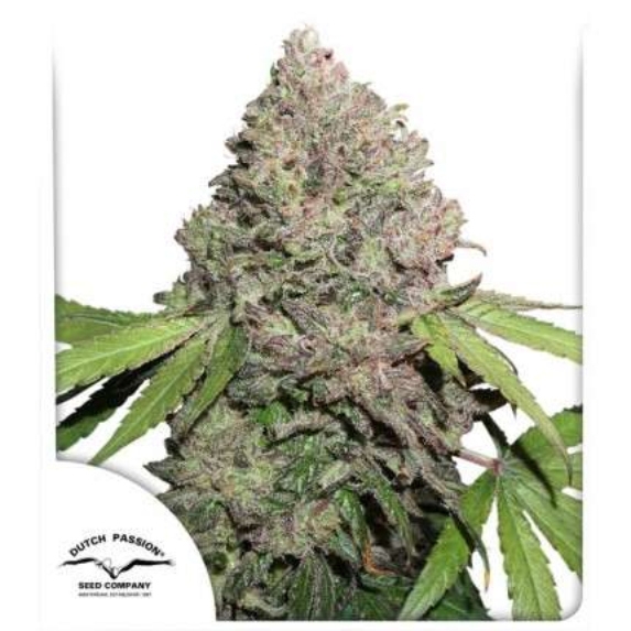 CBD Mazar Cannabis Seeds