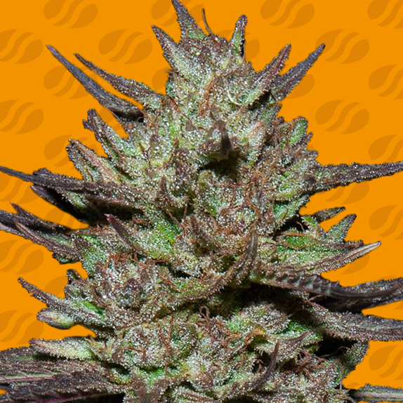 Pink Rozay Cannabis Seeds