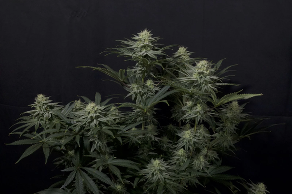 GG4 Sherbet FF (Fast Flowering) Cannabis Seeds