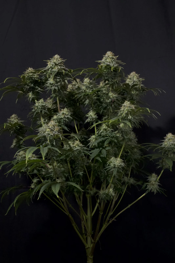 Gorilla Cookies FF (Fast Flowering) Cannabis Seeds