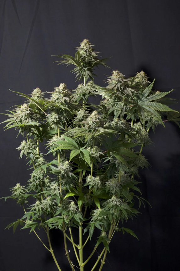Orange Sherbet FF (Fast Flowering)  Cannabis Seeds