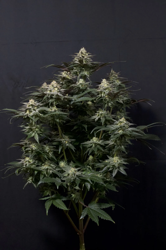 Purple Lemonade FF (Fast Flowering) Cannabis Seeds