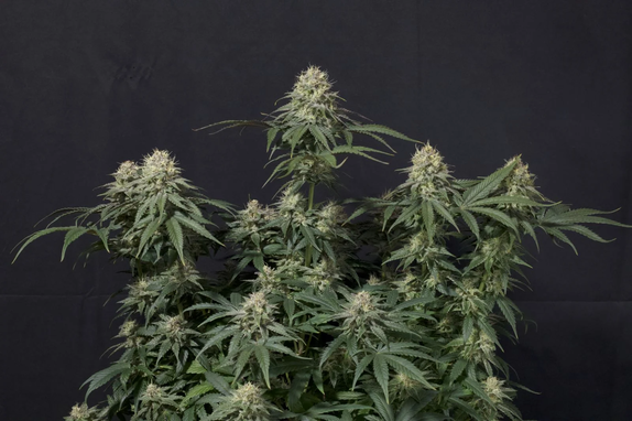 Tropicana Cookies FF (Fast Flowering) Cannabis Seeds