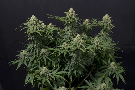 Wedding Cheesecake FF (Fast Flowering)  Cannabis Seeds