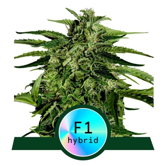 Apollo F1 Auto Cannabis Seeds
