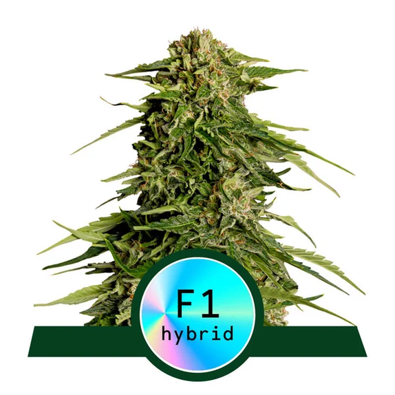 Epsilon F1 Auto Cannabis Seeds