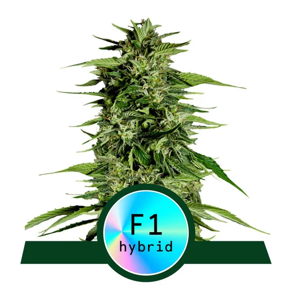 Hyperion F1 Auto Cannabis Seeds