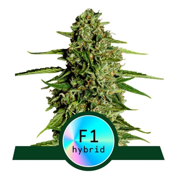 Medusa F1 Auto Cannabis Seeds