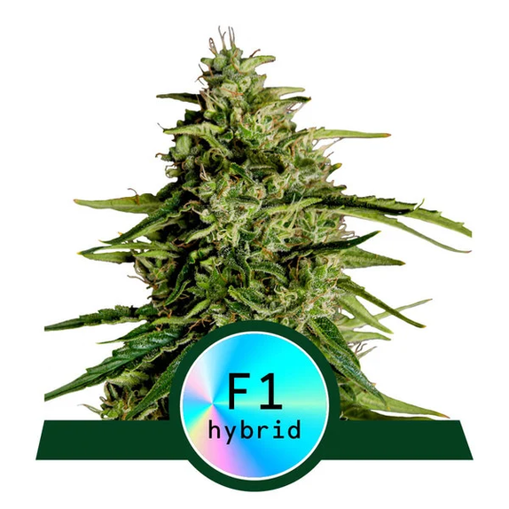 Milky Way F1 Auto Cannabis Seeds