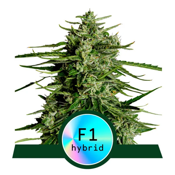 Titan F1 Auto Cannabis Seeds