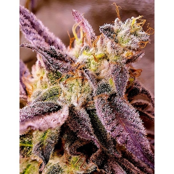 Strawberry Oreoz Cannabis Seeds