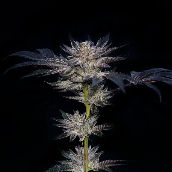 Slipstream Cannabis Seeds