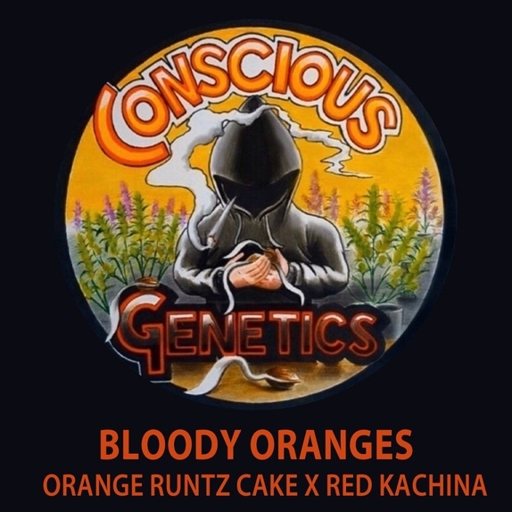 Bloody Oranges Cannabis Seeds