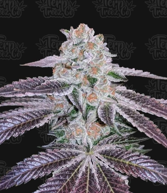 Pink Apple Tartz Cannabis Seeds