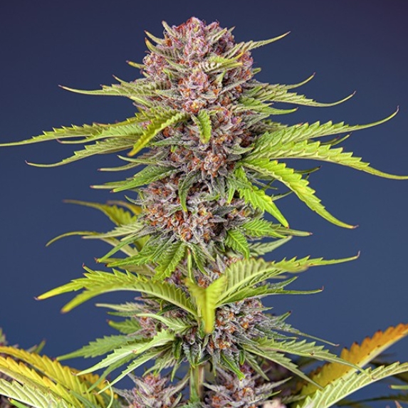 Mimosa Bruce Banner XL Auto Cannabis Seeds