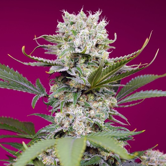 Sweet Mandarine Zkittlez XL Auto Cannabis Seeds