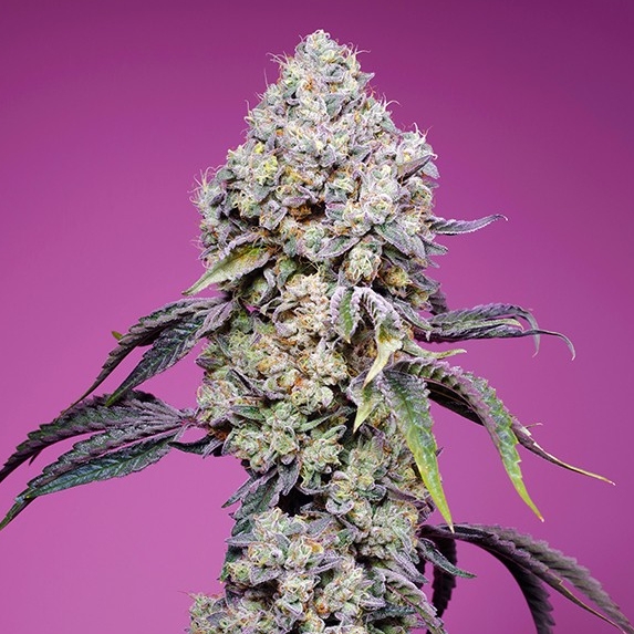 Sweet Mandarine Zkittlez F1 Fast Version Cannabis Seeds