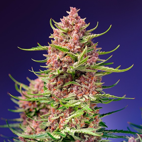 Strawberry Cola Sherbet F1 Fast Version Cannabis Seeds