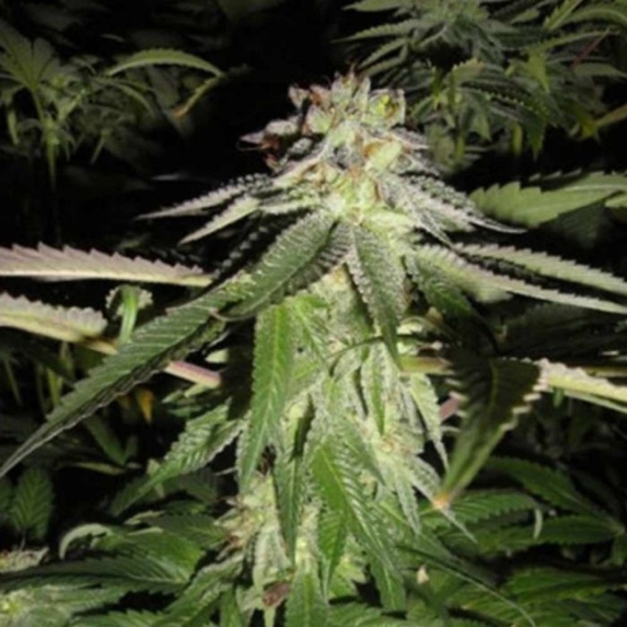 Corleone Kush Cannabis Seeds